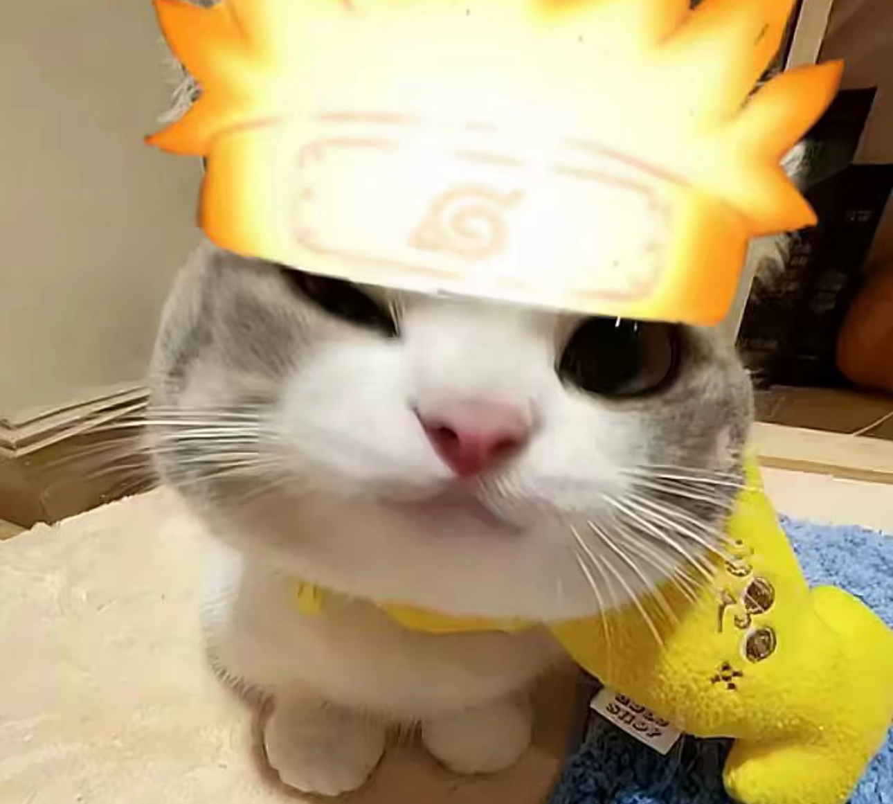 喵喵加速器